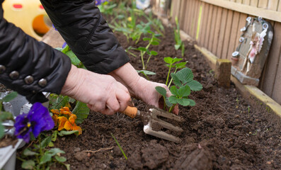 Fototapeta premium elderly woman's hands plant strawberries in the ground in the garden. spring work with seedling in the garden