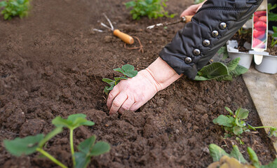 elderly woman's hands plant strawberries in the ground in the garden. spring work with seedling in the garden