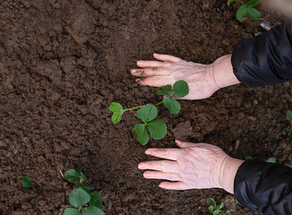 elderly woman's hands plant strawberries in the ground in the garden. spring work with seedling in the garden