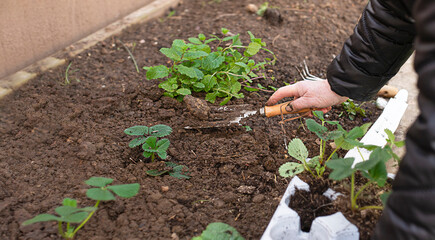 elderly woman's hands plant strawberries in the ground in the garden. spring work with seedling in the garden