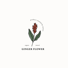 Line art ginger flower drawing