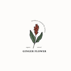 Line art ginger flower drawing