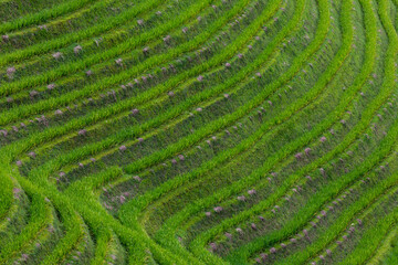 Landscape of terraced rice fields near Dazhai Village, Longji, China