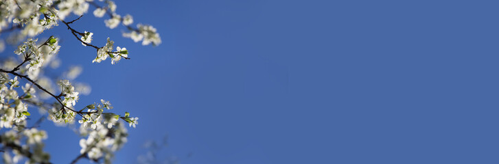 blossoming cherry branches against blue sky in spring. banner. copy space