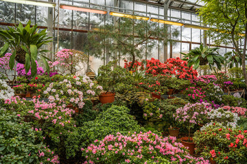 Fototapeta na wymiar A greenhouse full of flowers, including a variety of pink ones. Blooming rhododendrons and azaleas in the botanical garden