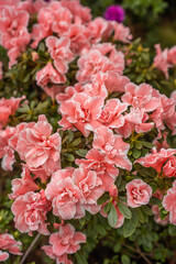 Pink flowers in the botanical garden. Blooming azalea in the park, flowers close-up