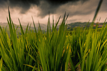 Terraced rice fields near Dazhai Village, Longji, China
