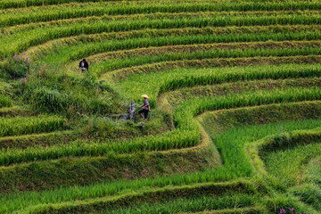 Terraced rice fields near Dazhai Village, Longji, China