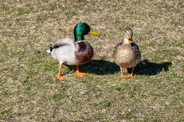 A duck pair of wild birds rests on the shore of a lake