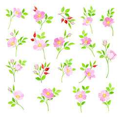 Rosa Canina or Dog Rose with Pale Pink Flowers and Red Rose Hips Big Vector Set