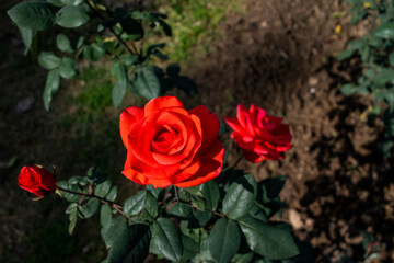 Zakir Hussain Rose Garden Chandigarh 