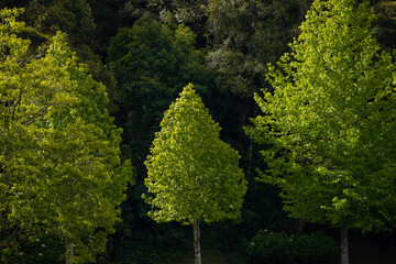  small maple tree between two larger ones aligned. Green family concept.
