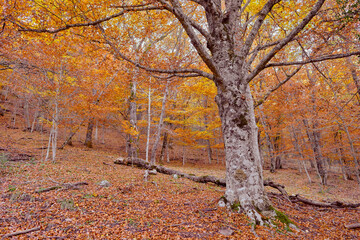 Autumn trees in the forest