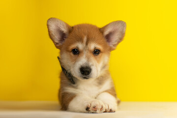 Funny Welsh Corgi Pembroke puppy lies on a yellow background and looks at the camera
