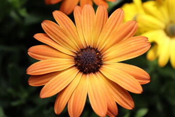 Macro Plants: Day & Night