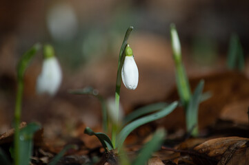 Pąk przebiśniegu makro na rozmytym tle