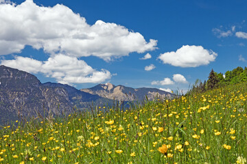 Blumenwiese im Fr&uuml;hling in der Landschaft des Wettersteingebirges in den Bayerischen Alpen, Deutschland