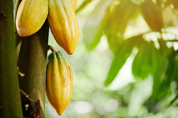 Obraz premium Yellow cacao pod bean