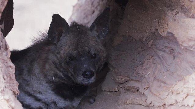 Striped hyena (Hyaena hyaena sultana) in the hollow of a tree