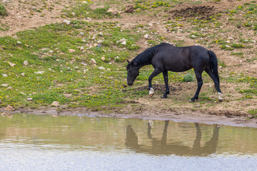 Fototapeta premium Wild Horse in Summer in the Pryor Mountains Montana