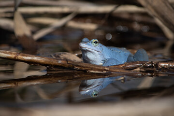 Niebieski samiec żaby moczarowej odbijający się w wodzie blisko - obrazy, fototapety, plakaty