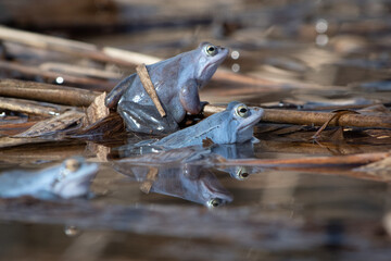 Trzy samce niebieskie żaby moczarowe podczas godów