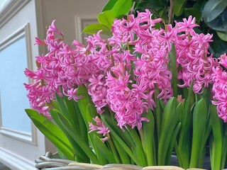 hyacinth flowers in a pot