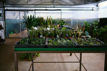Plants inside a greenhouse in a garden center