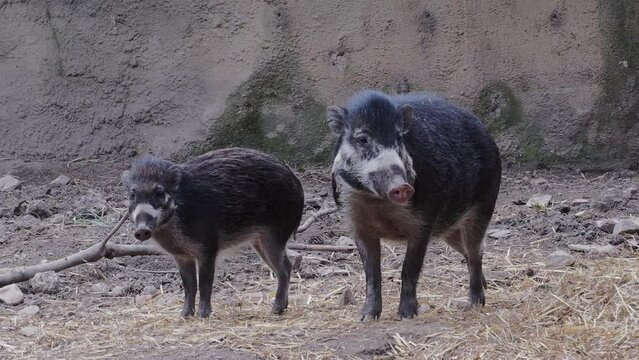 Rare visayan warty pig, Sus cebifrons negrinus