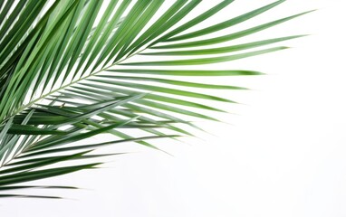 Fototapeta na wymiar Palm frond in the top left corner on a white background — Generative AI