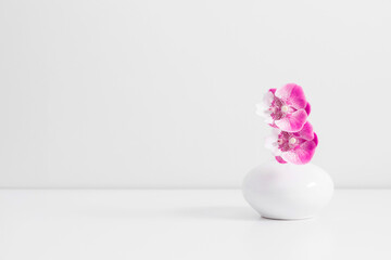 Minimal floral background with orchid. Pink orchid flower in white vase isolated on shelf and on white wall background
