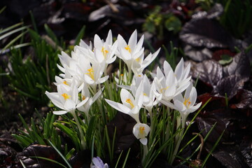 Białe krokusy kwitną wiosną w ogrodzie