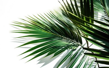 Palm fronds in the bottom right corner on a white background — Generative AI
