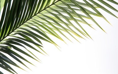 Palm frond in the top left corner on a white background — Generative AI