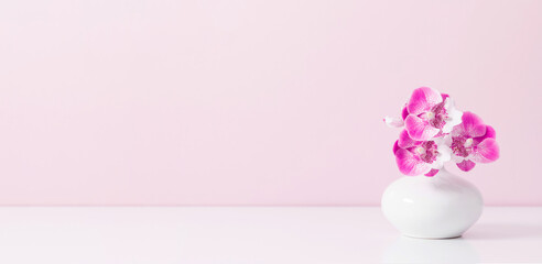 Minimal pink floral background. Pink orchid flower in white vase isolated on shelf and on pink wall background. Banner.