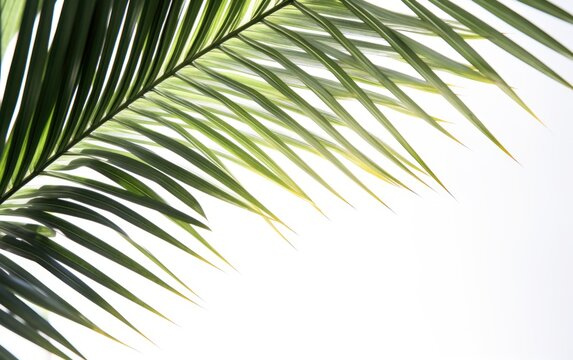 Palm frond in the top left corner on a white background — Generative AI © Marcus
