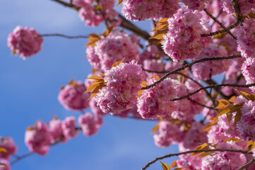 Prunus serrulata Japanese cherry tree double flower cultivation called sakura or taihaku in bloom, flowering oriental cherry