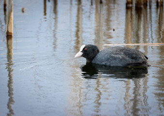 Eurasian coot (Fulica atra), common coot, Australian coot swimming in the lake. It is largely black...
