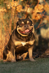 Portrait of an American Bully in the summer in the park