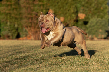 American Bully running in the park in the summer