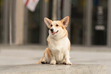 Portrait of a Welsh Corgi Pembroke