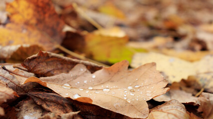 Autumn fallen leaf with drops of water. Concept of weather change, rain, weather conditions