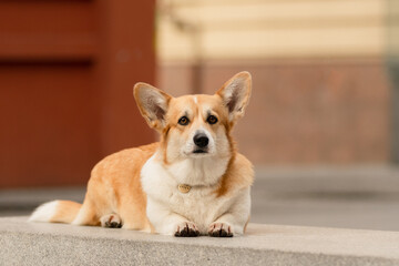 Welsh Corgi Pembroke lying on a bench