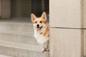 Portrait of a Welsh Corgi Pembroke