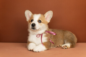 Cute Welsh Corgi puppy on a brown background in the studio © love_dog_photo