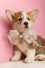 Very cute corgi puppy on a pink background