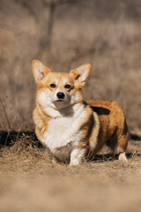 Welsh Corgi Pembroke dog walking in the field in spring