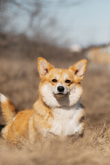 Welsh Corgi Pembroke dog walking in the field in spring