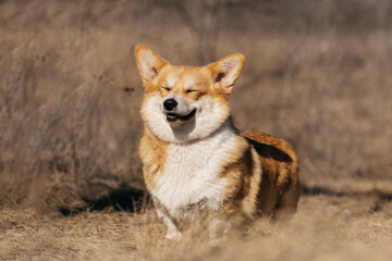 Fototapeta premium Welsh Corgi Pembroke dog walking in the field in spring