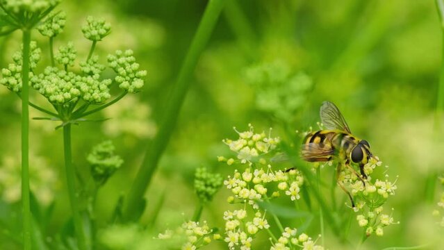 Close up of honey bee on dill plant. Honeybee collects nectar on a flower. Green nature background. Close-up of Europe Bee collecting nectar in summer sunny field, pollination